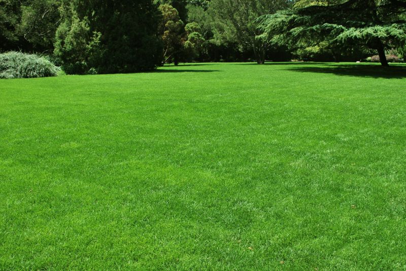 Lawn Renovation detail